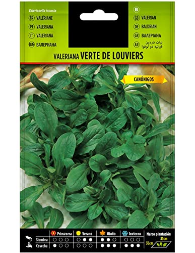 Semillas de Canónigos para Comer Verdura de Ensalada Valerianella Locusta