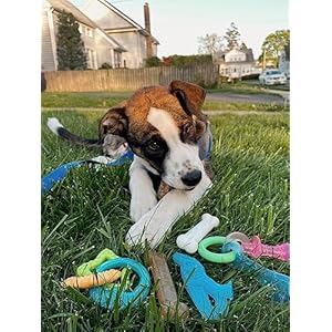 Nylabone puppy starter kit with chew toys  puppy toys and chew treat bundle  puppy supplies  chicken and bacon flavors smallregular 6 count   cucciolini doodles