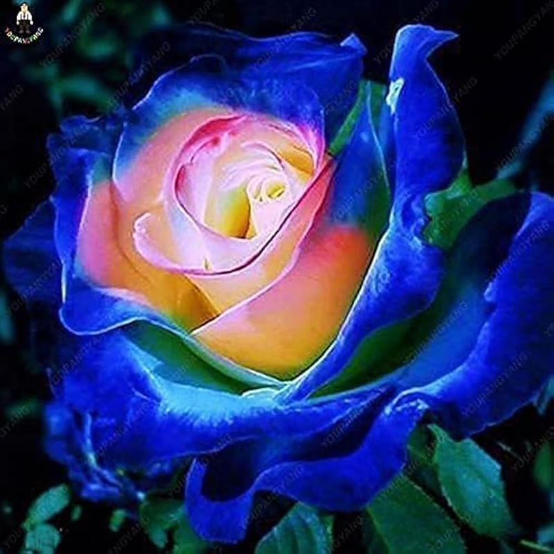Ar Rainbow Rose Flower Tree Plant Hybrid Grafted sweet fragrance Live Rose/Gullab Flower pack Of 1
