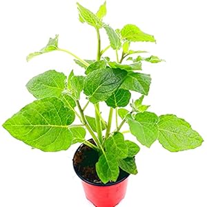 Florapartner Andenbeere Physalis peruviana Obst Pflanzen 3er Set