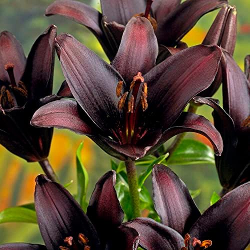 2 x Lilium Asiatic Landini Spring Flowering Bulbs Elegant and