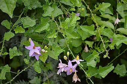 CHILLATAI Thoothuvalai/தூதுவளை செடி Live Plant/Climbing Brinjal Healthy Medicinal Plant With Safe & Secure Packing (B0C95229Q7) Amazon Price History, Amazon Price Tracker