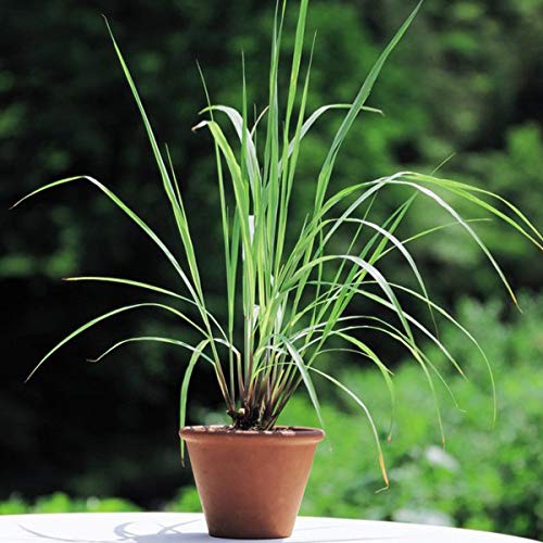 See full amazon price history chart for Lemongrass tree plant (1 live plant) Lemongrass tree plant (1 live plant) (B0C24B3VR5) Amazon Price History, Amazon Price Tracker