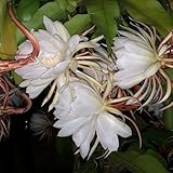 Necesita una buena fuente de luz constante para producir muchas variedades. Cuídalo y tendrás un jardín hermoso y fragante.