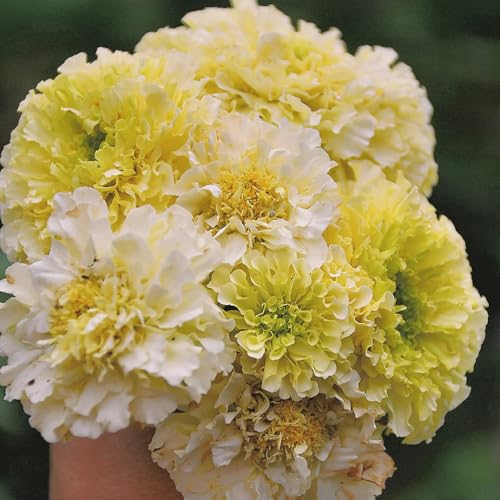 RingelblumenSamen, winterharte für garten gartendeko für draußen blumenwiese alte sorten zimmerpflanzen balkonpflanzen wildblumensamen 150pcs