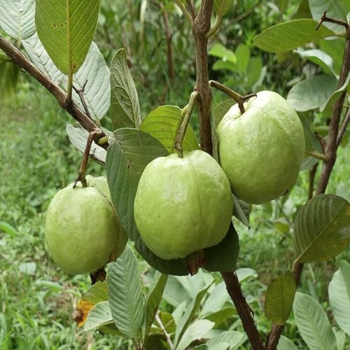 Image of All Season Very Sweet Green Thai 7 Guava baramasi,Rare Varity Thailand Guava Fruit Plants & Tree Bonsai Fruit Plant All Season Fruit Plant(pack of 1),CF SG45