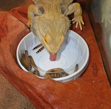 Large Worm Feeder Ledge Mojave - Magnetic Decor