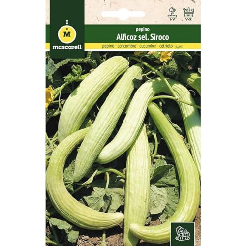 Mascarell Semillas, PEPINO, Semillas Huerto, PEPINO ALFICOZ SEL. SIROCO, Crea tu Propio Huerto Urbano y Cultivo en Casa, Plantas Hortícolas, 3 Gramos