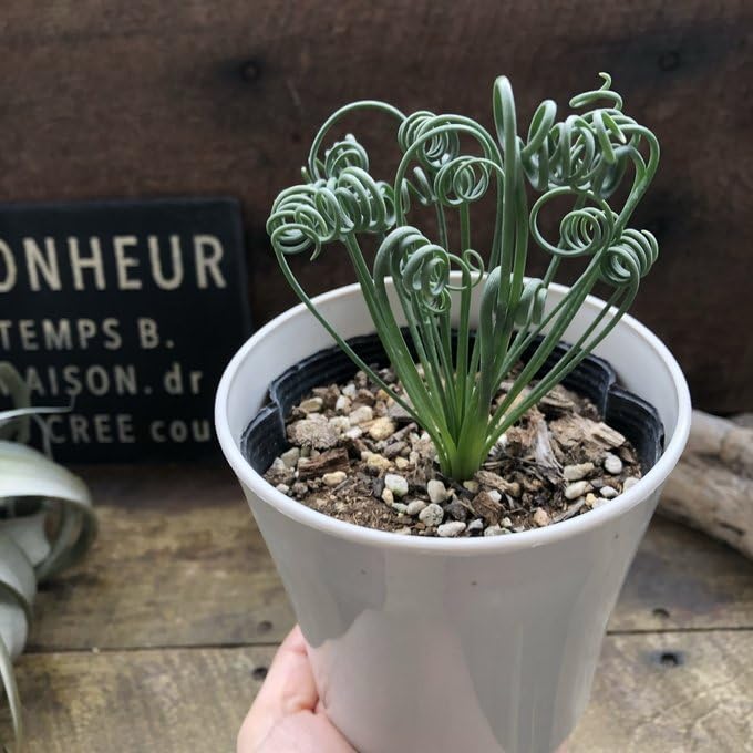 Amazon｜アルブカ スピラリス 観葉植物｜観葉植物 オンライン通販