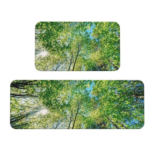 Forest Spring Summer Sun Shining Through Canopy of Tall Trees