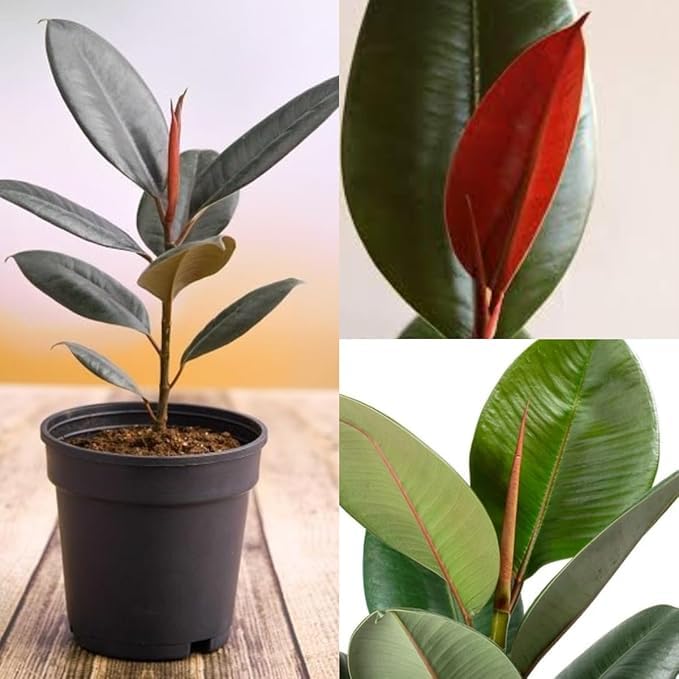 Image of Live Rubber Plant (Ficus elastica) - Air Purifying Indoor Houseplant, Elegant Dark Green Leaves, 1 Healthy Sapling in Paper bag | Easy Care | Home & Office Decor inch