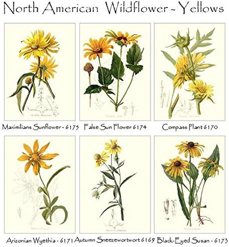 Yellow Wildflowers Note Cards