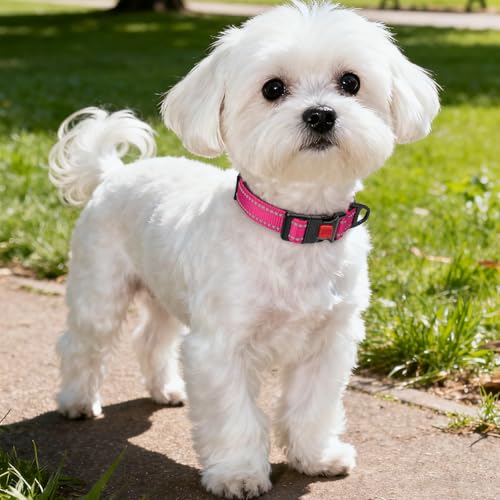 Image of Taglory Reflective Small Dog Collar, Comfort for Safe Night Walks, Hotpink