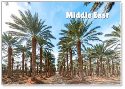 Plantation of Date Palms Intended for Healthy Food Production. Agriculture of Dates Is Rapidly Developing Industry in Desert Areas of The Middle East, Fridge Magnet