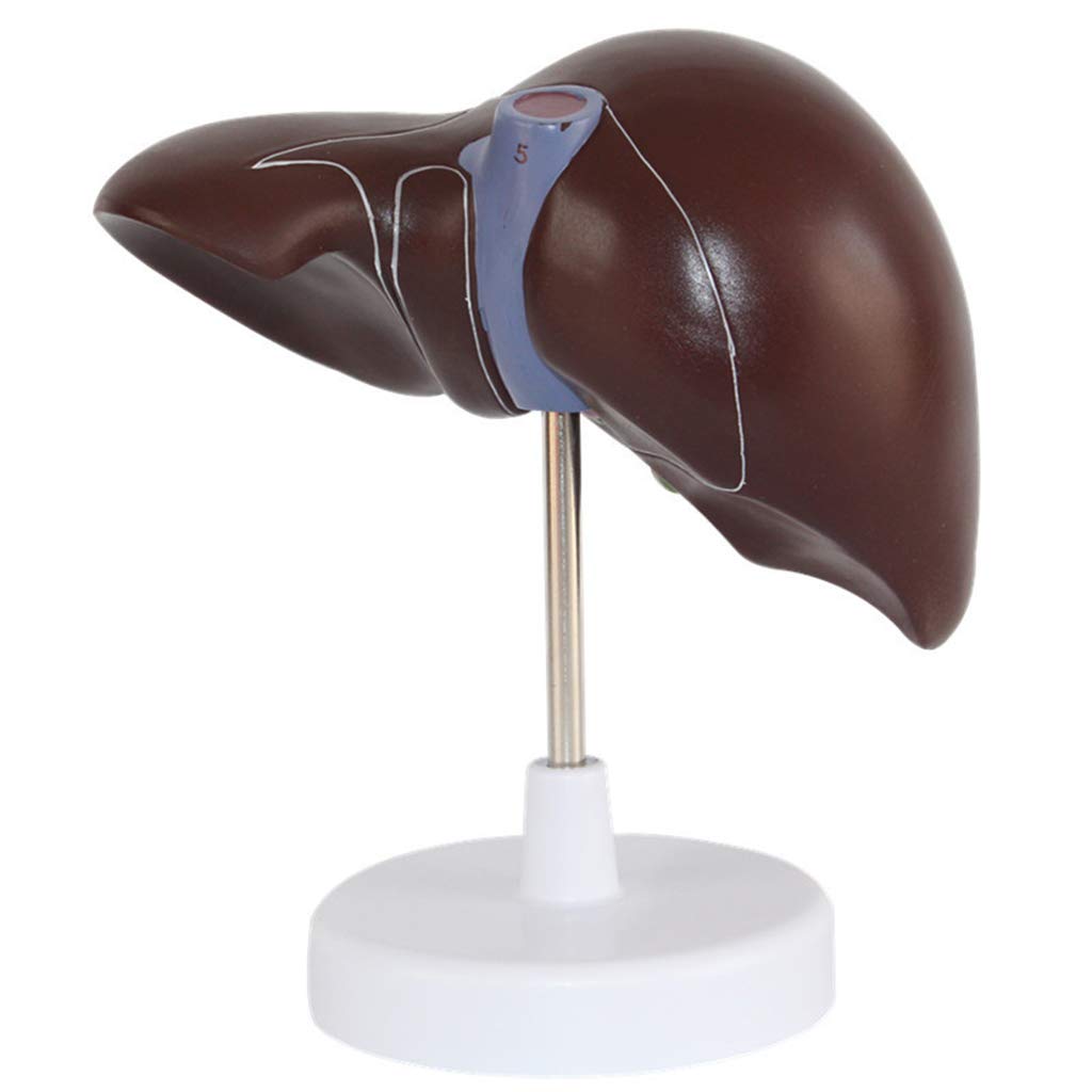Sjdopulse Human Liver Anatomical Model - 1.5X Magnified Liver Model Hepatobiliary Model Pancreatic Gallbladder Model Bile Duct - For Mediacl Educational Training Aid