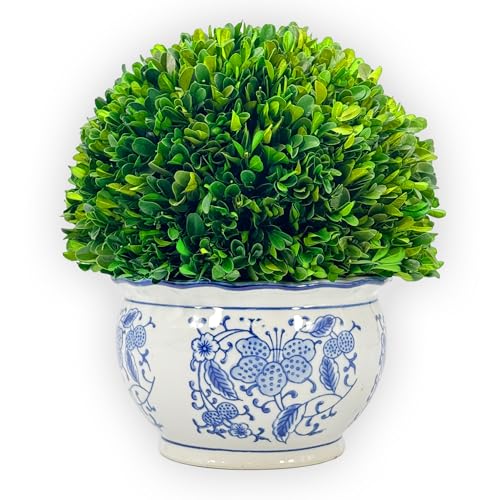 Galt International 11" Naturally Preserved Real Boxwood Ball in Hand-Painted