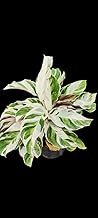 NATURE SENSE Calathea White fusion (multiple shoots) Plant