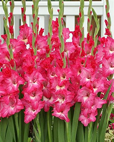 Bulbi Di Gladiolo,Fiori All'Antica,Adattabile,Giardini,Fiori ornamentali,Lampadina Gladiolus-5 Lampadine,a