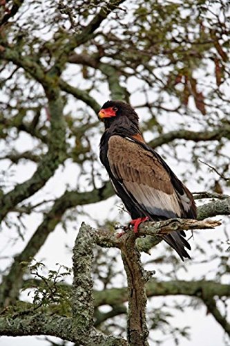 Posterazzi Bateleur Serengeti National Park Tanzania Poster Print by Adam Jones, (11 x 17)