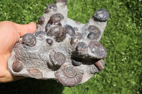 Image of Natural Platyclymenia & Gonitites Plate ammonites Fossil Moroccan Fossil A130