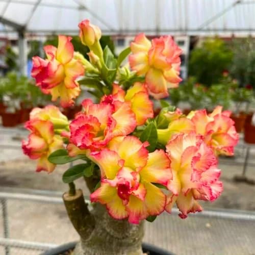Desert Rose Live Plant Adenium Indoor Bonsai Flower Plant for Home Garden Pack of 1-image-7