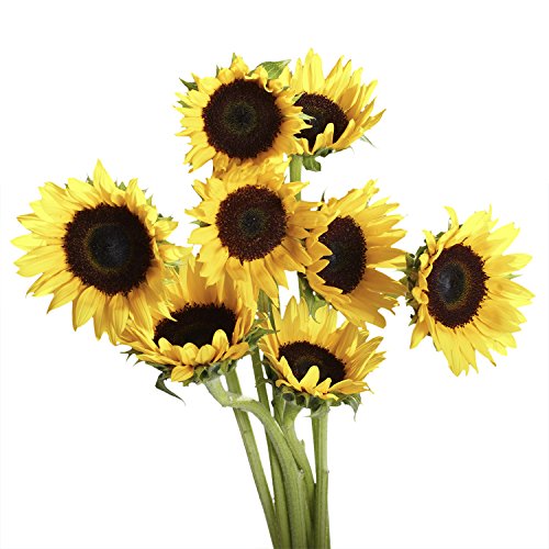 Globalrose Sunflowers- 50 Fresh Cut Flowers #TOP2