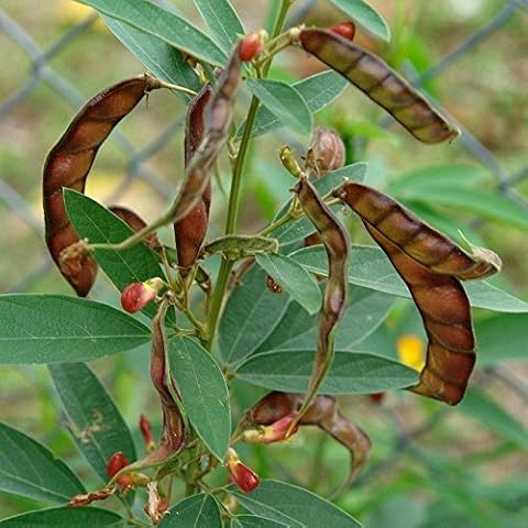 Palm Beach Medicinal Herbs - Pigeon Pea Seeds (Cajanus cajan) Packet of 20 Seeds Cover