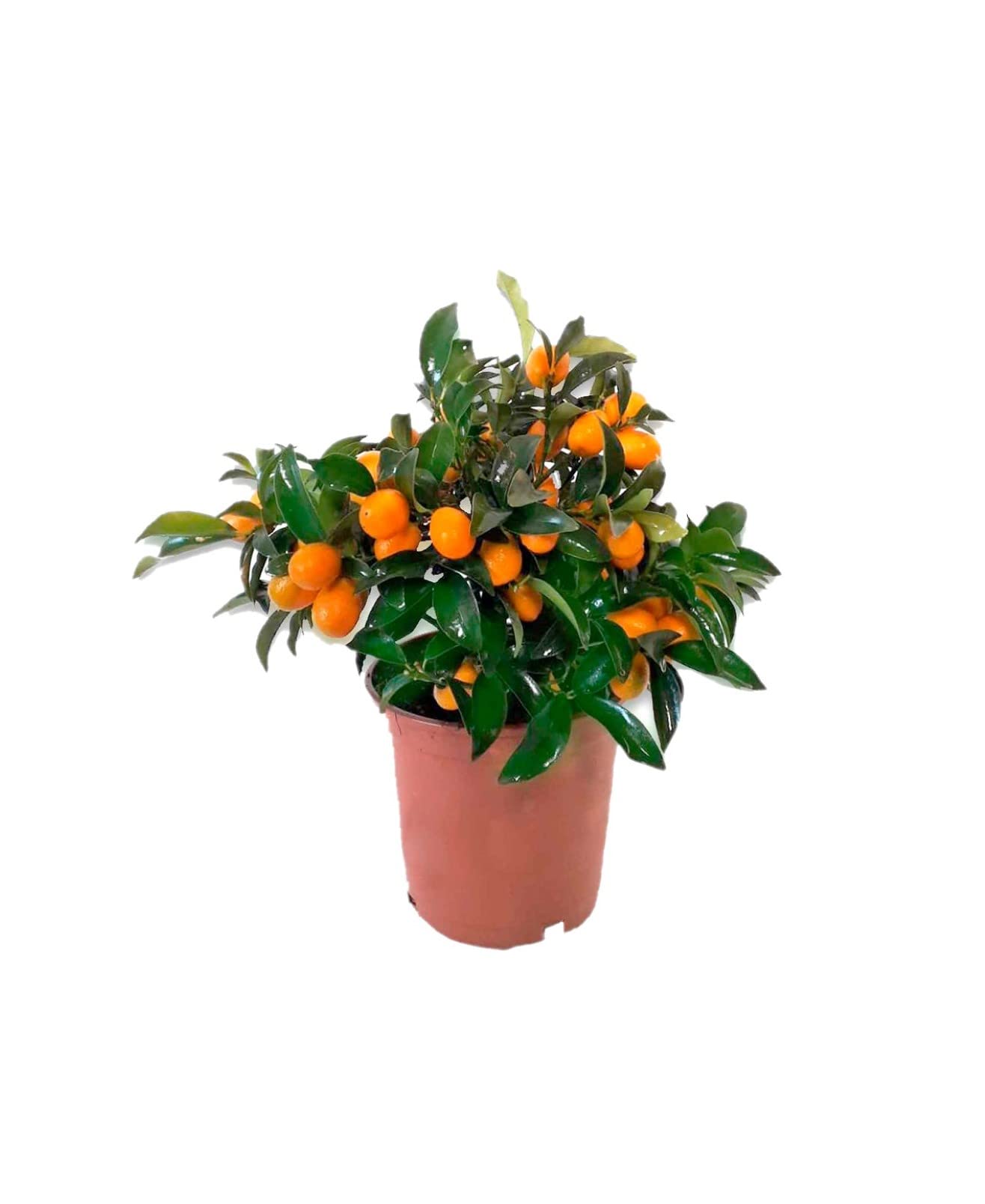 Calamondin- Naranjo enano Chino de 55 cm de Altura - Kumkuat Planta Natural (Citrus Fortunella) - (Altura 35 Cm aprox) (35 cm)
