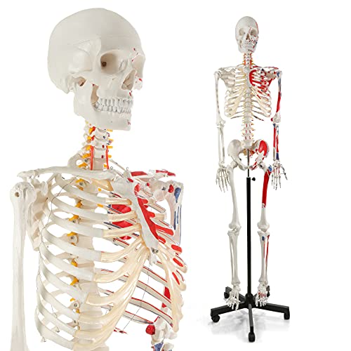 breesky Skeleton with Muscle Origins