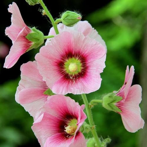 Semi di malvarosa, regali per gli amanti del giardino rare semi di da esterno da giardino roccioso resistenti biologici estivi resistenti 350pcs