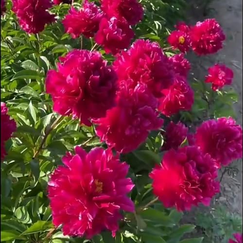 Pfingstrosen wurzel Pfingstrosen weiß winterhart