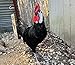 White Face Black Spanish Fertile Chicken Hatching Eggs, Fertile Eggs