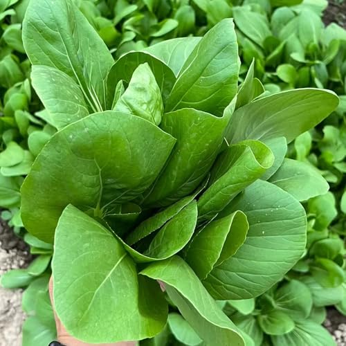 semillas de acelga - Macetas con plantas resistentes para el jardín maceta semillas de stalkmus jardín interior Semillas de bonsái en maceta de variedades antiguas balcón invernadero 100pcs