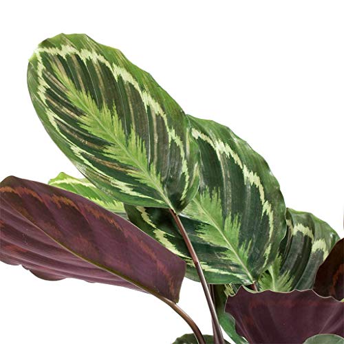 Calathea Medallion - Live Plant In A 4 Inch Pot - Calathea Roseopicta - Beautiful Easy To Grow Air Purifying Indoor Plant #TOP4