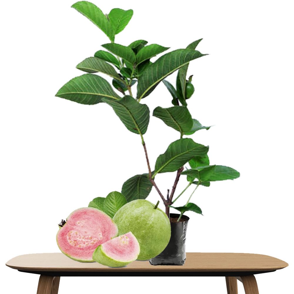 PINK HYBRID GUAVA PLANT GRAFTED Fruit Tree Amrud Rare Apple Guava-One Pis 300G- Live Berry Outdoor Garden Plant (PINK HYBRID GUAVA) (B0CTCYRYMS) Amazon Price History, Amazon Price Tracker