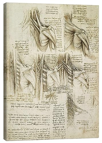 Posterlounge Muskeln der Wirbelsäule Leinwandbild von Leonardo da Vinci 30 x 40 cm Beige Wandbilder Wanddeko