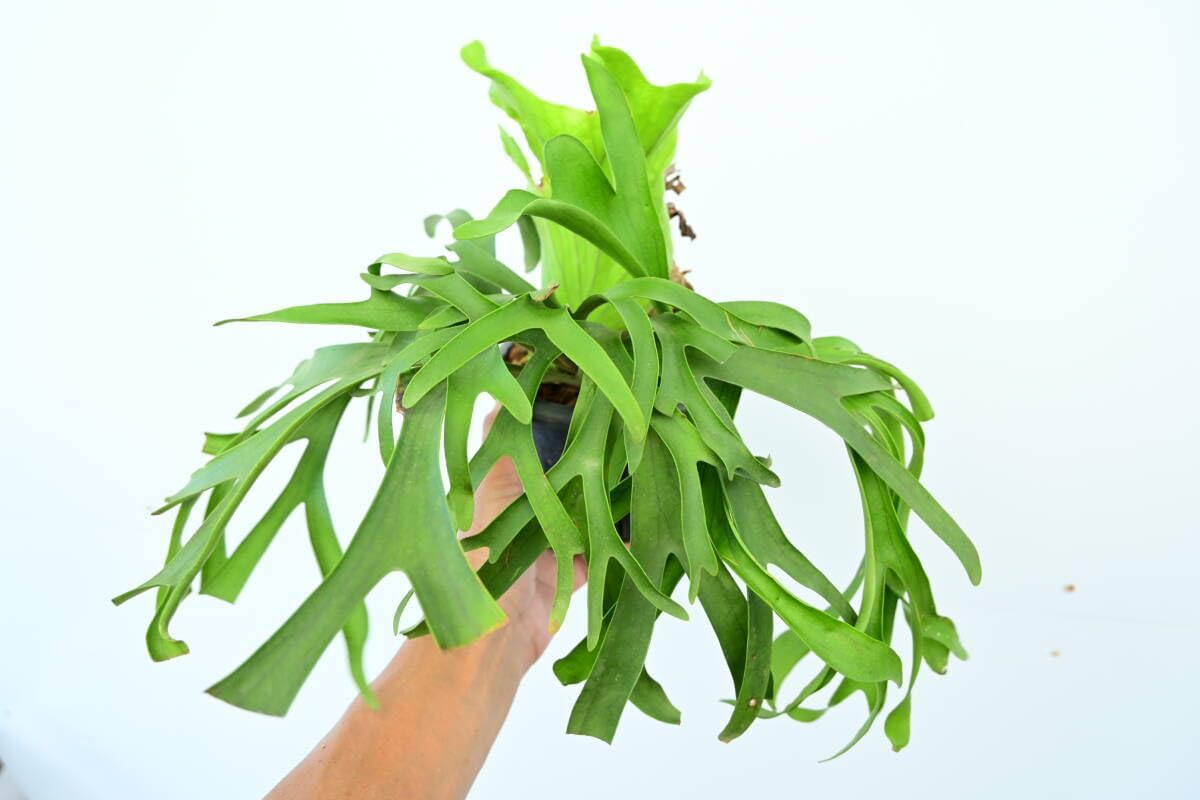 最終価格 福田修平 特大鉢 植木鉢 細川政己raw life factory 最終価格