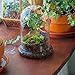 NCYP Glass Cloche Dome with Air Hole and Base, 5.9 x 5.9 x 8.2 Inches, Clear Terrarium Planter for Carnivorous Plants, Small Cactus, Succulents, Venus Flytrap, Tabletop Decoration (No Plants)