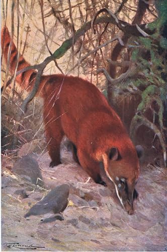 Toile Coati rouge Wilhelm Kuhnert Image Déco d'Art Premium 60x90cm