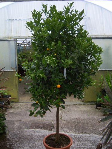 Cross Common Nursery Citrus Orange 'Calamondin' 170cm