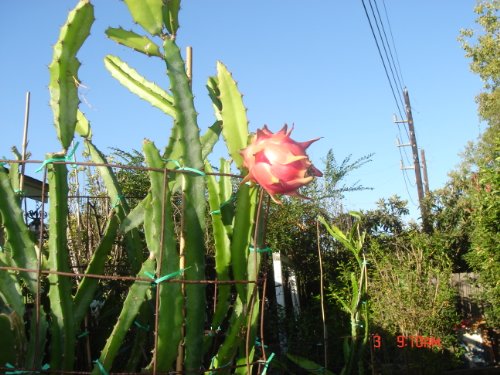 Dragon Fruit" 12 Inch" Cutting
