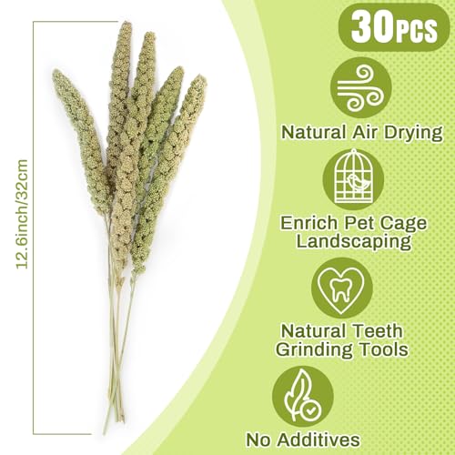 Sukh Hamster Millet Sprays - 30Pcs Natural Millets 12.6In Hamster Bedding Decor Cages and Habitats Accessories Spray for Dwarf Syrian Hamsters Chinchilla Squirrel and Birds - Image 3