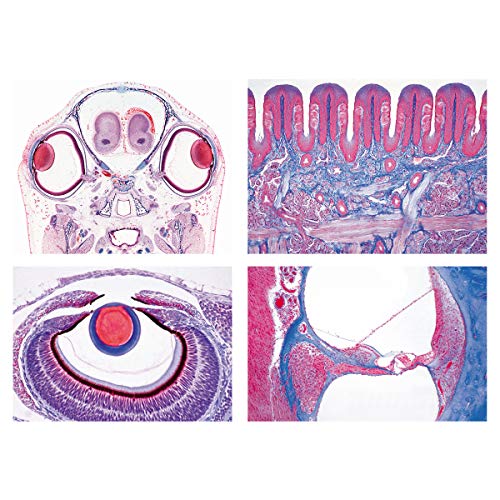 Image of 3B Scientific GmbH W13302 Series III. Organs of Sense -