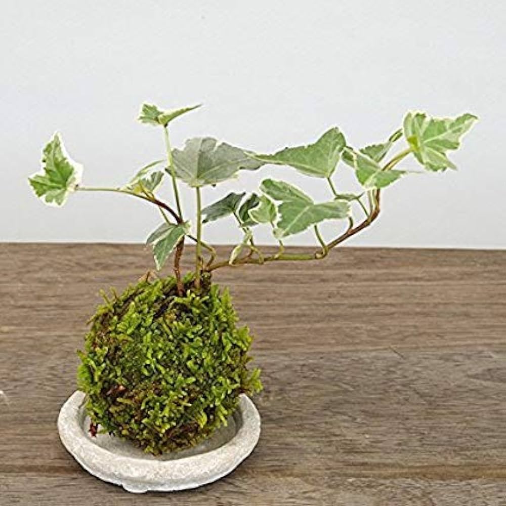 苔玉・苔 puyozou タマゴケ 55×35cm トレー入り 苔 コケ たま こけ 苔テラリウム