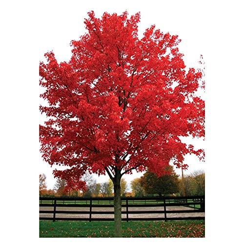 TriStar Plants - October Glory Maple Tree - 1 Gallon Trade Pot - Fall Color, Fast Growing Trees, Shade Tree, Autumn Color