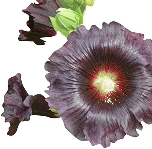 Futaba Alcea Flower Seeds-Black-30Pcs