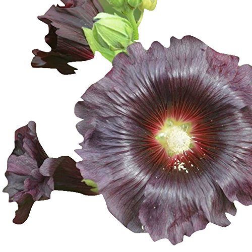 Futaba Alcea Flower Seeds-Black-30Pcs
