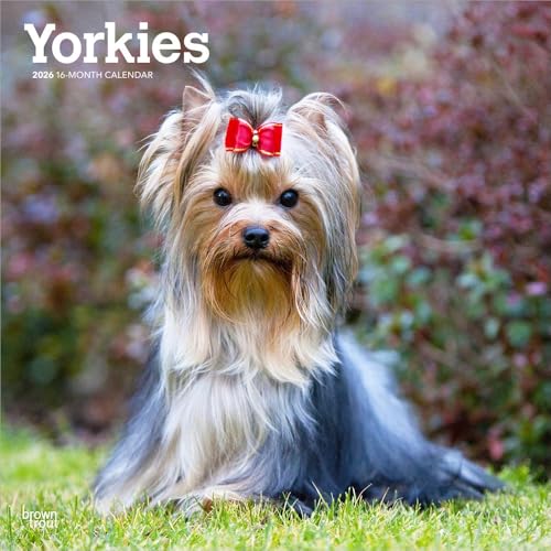 Yorkshire Terriers – Yorkshire Terrier – Yorkies 2026 – 16-Monatskalender: Original BrownTrout-Kalender [Mehrsprachig] [Kalender] (Wall-Kalender)