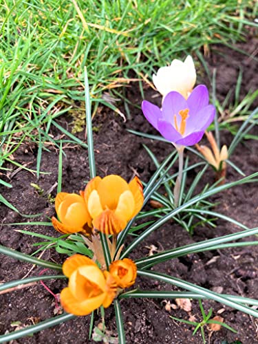 15 Mixed Crocus Bulbs Ready to Plant (Free UK Postage)
