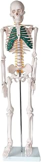 Educational Model Human Skeleton Model, Human Skeleton Model, Sternum Coloring Skull Model Specimen Suitable for Medical Teaching 85Cm/33.5In,Medical Models